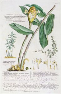 Zingiber latifolium e Amomum, 1754 de Georg Dionysius Ehret
